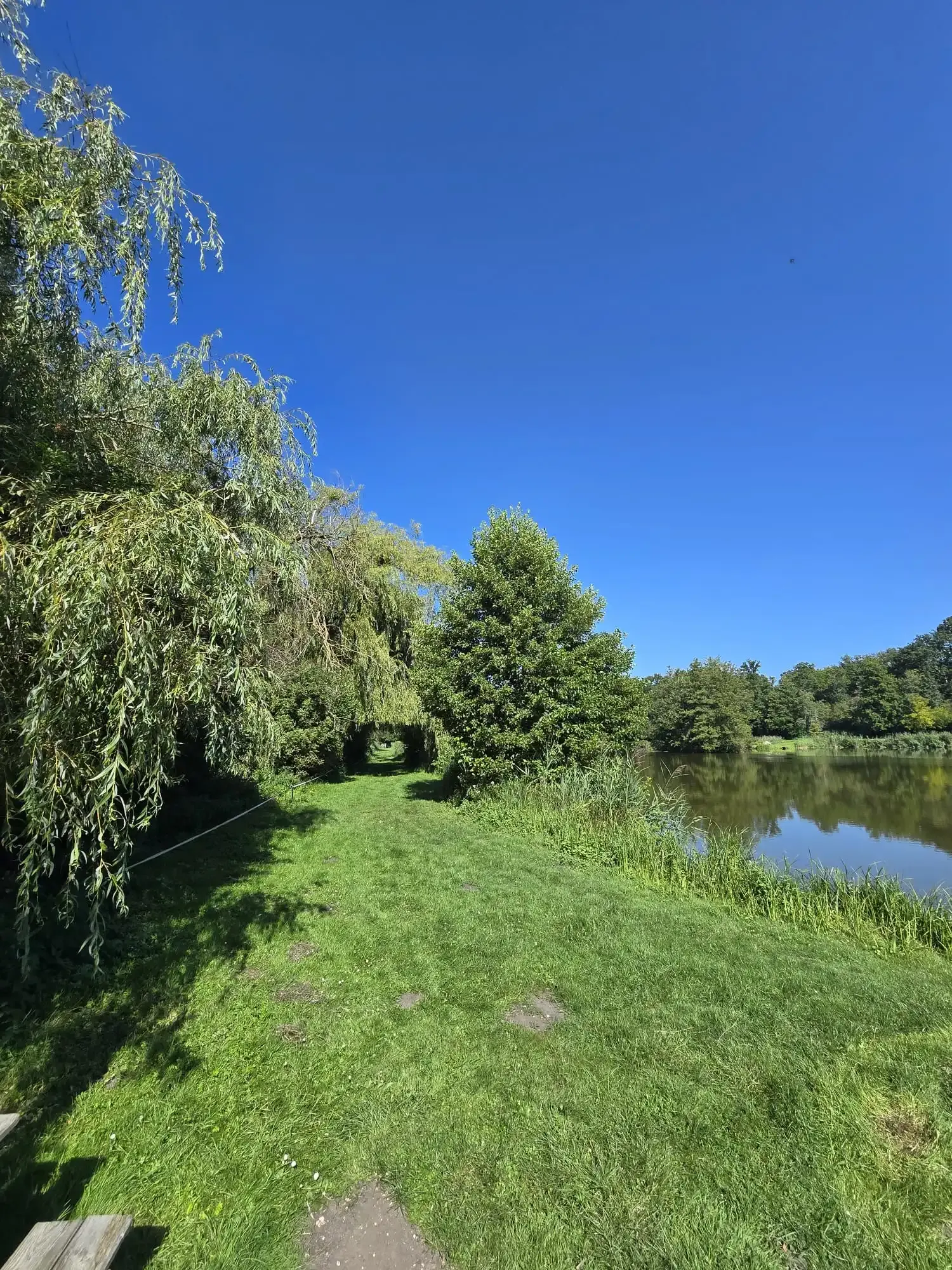 Chemin dans les bois avec un lac à droite